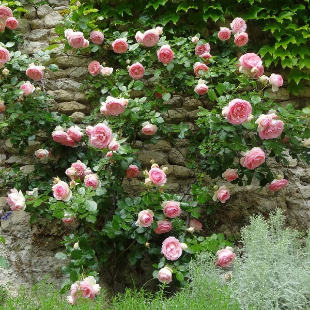 Rosa rampicante Pierre de Ronsard