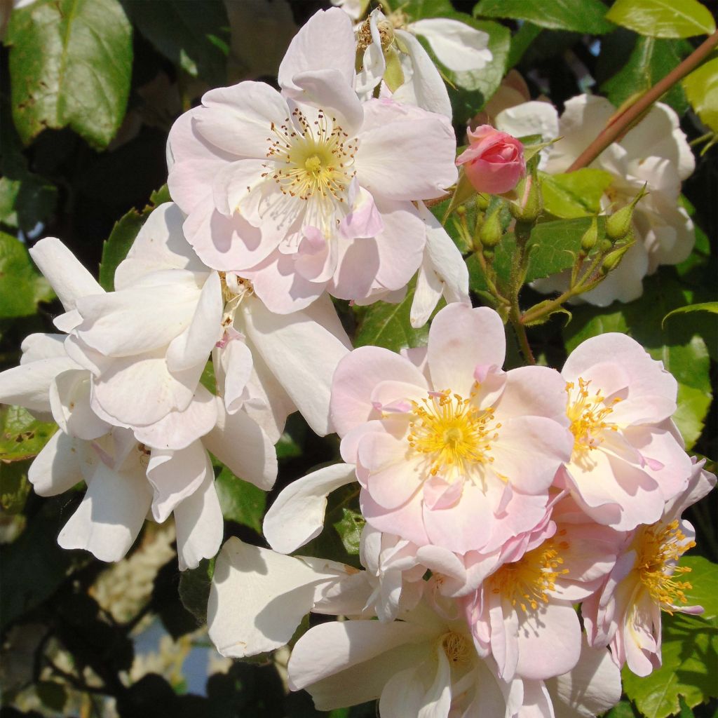 Rosa rampicante Sourire d'Orchidée