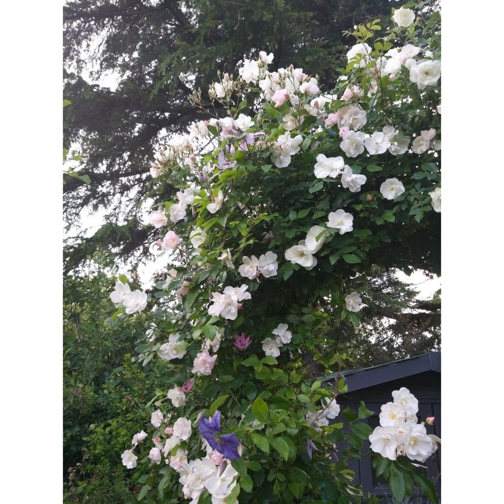 Rosa rampicante Sourire d'Orchidée