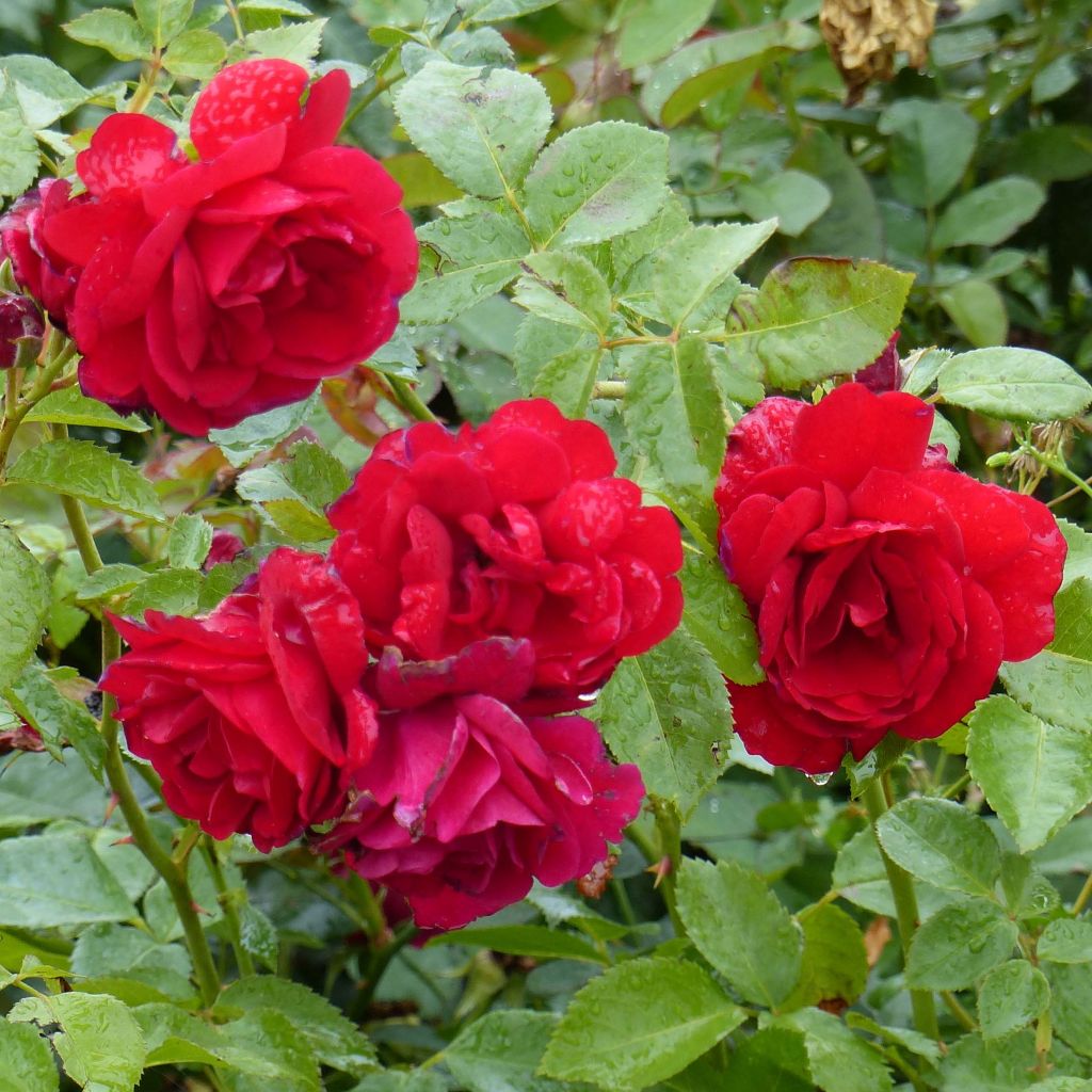 Rosa rampicante Sympathie