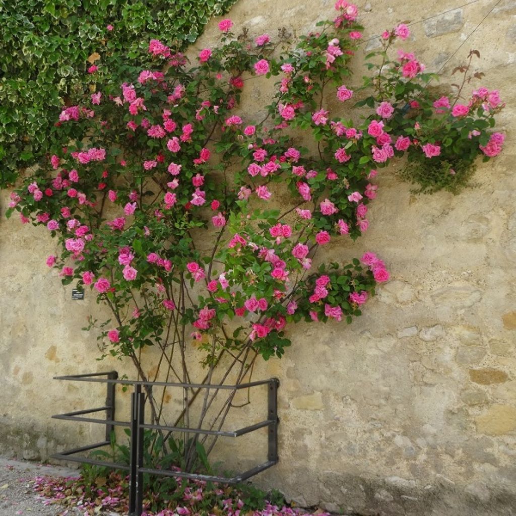 Rosa rampicante Zéphirine Drouhin