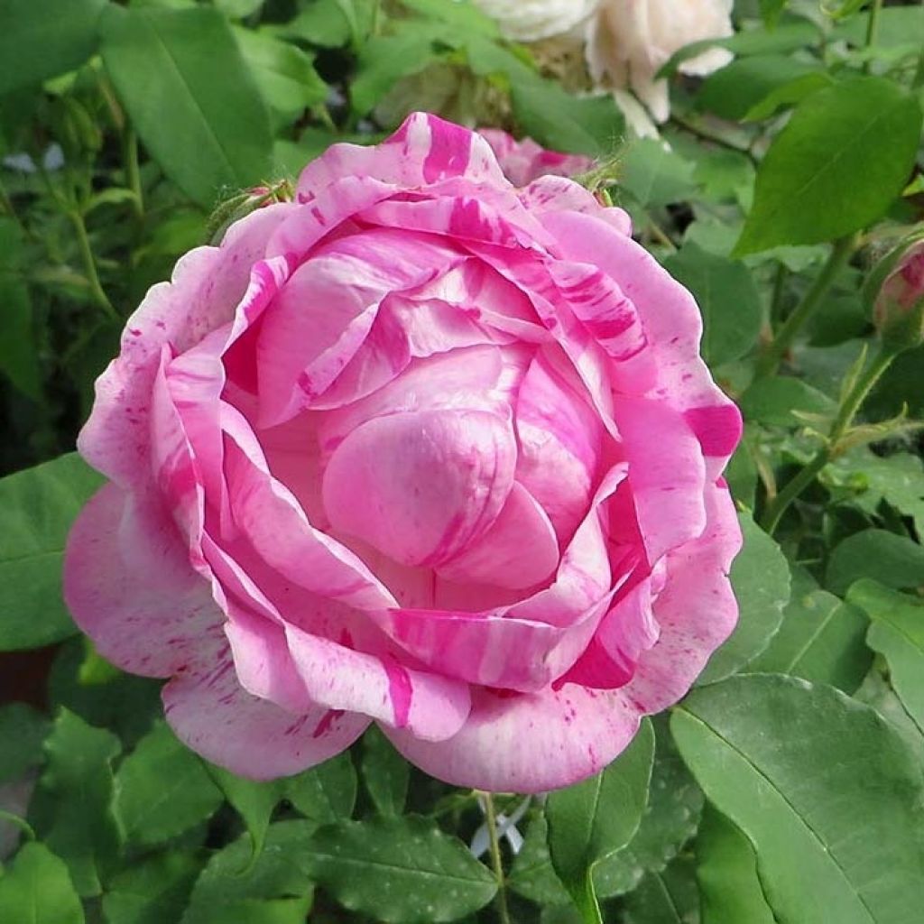 Rosa gallica Gros Provins Panaché - Rosa serpeggiante