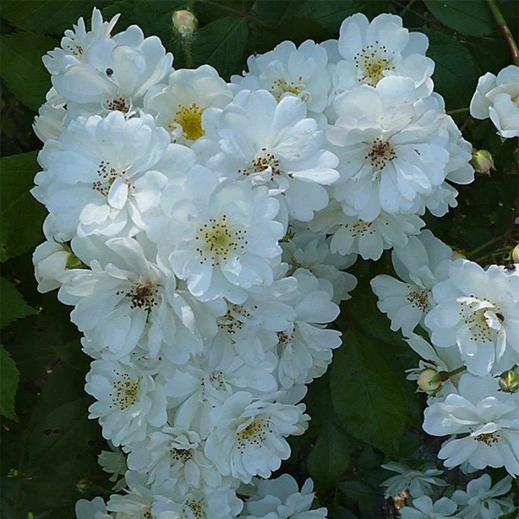 Rosa ad alberello Guirlande d'Amour