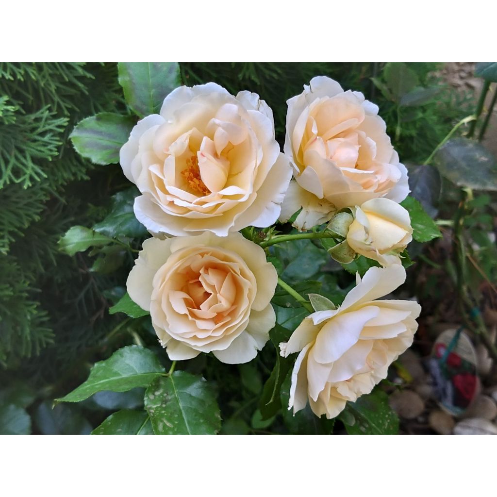 Rosa Jardin des Tuileries