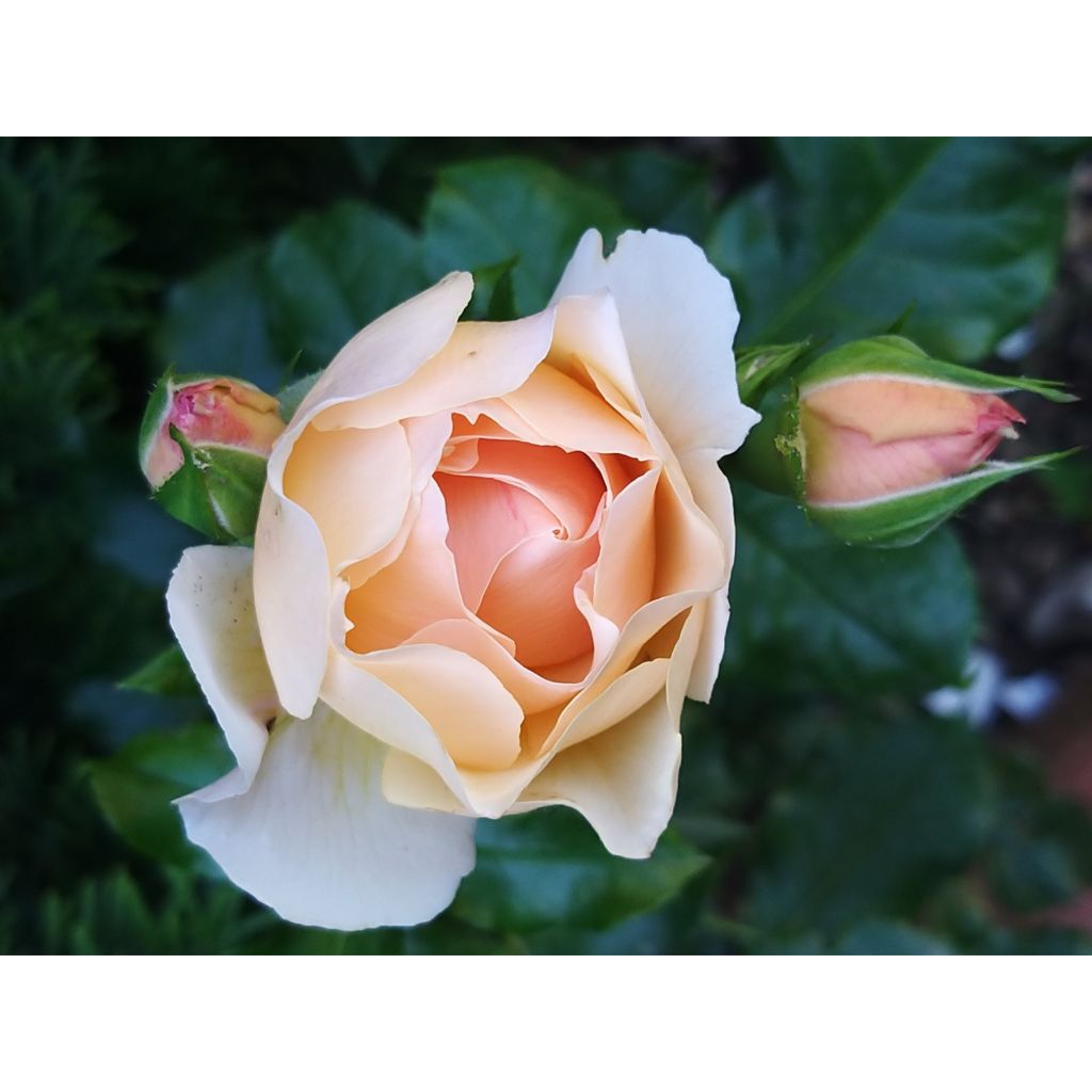 Rosa Jardin des Tuileries