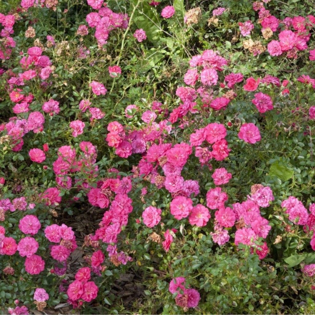 Rosa polyantha Knirps