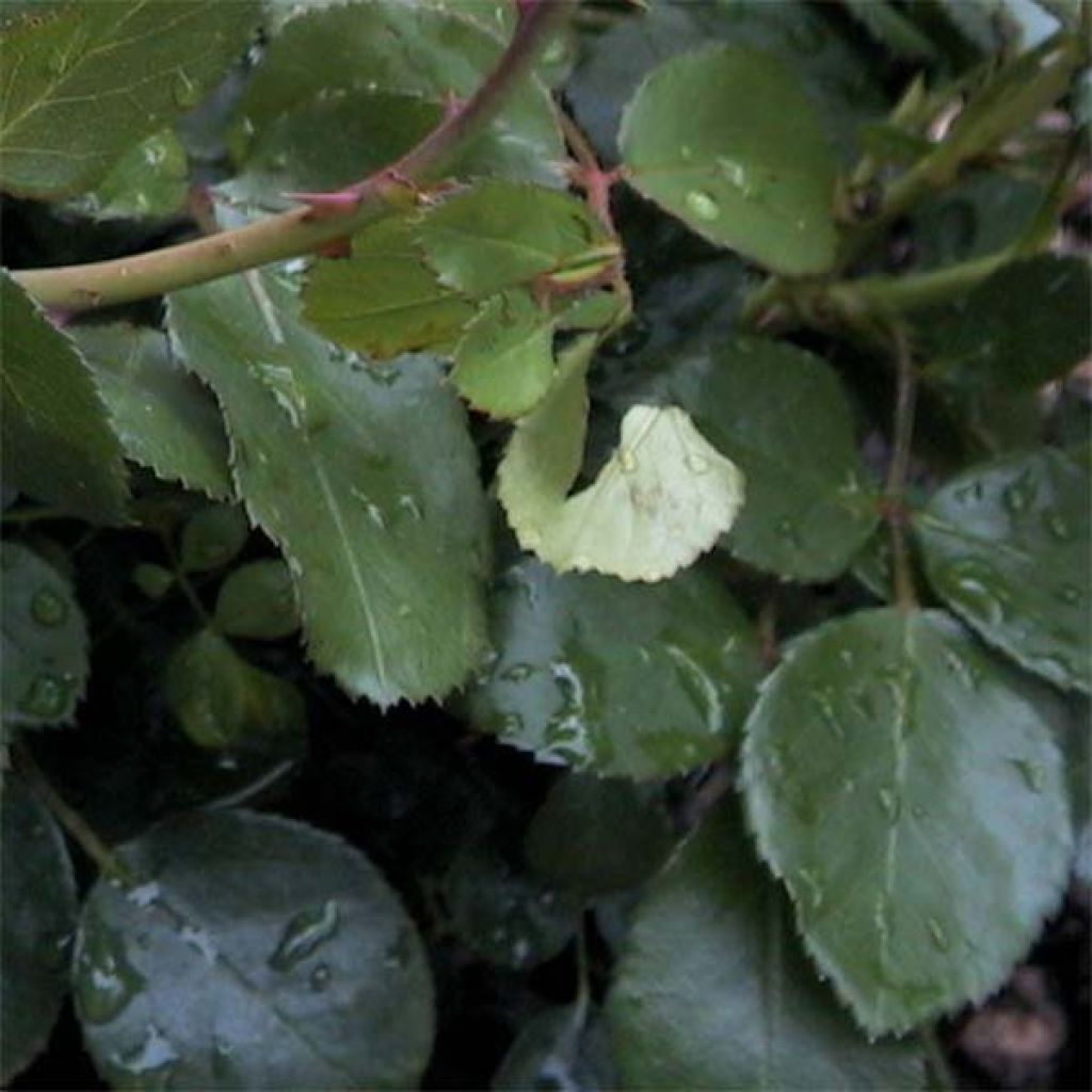 Rosa polyantha Leonardo Da Vinci