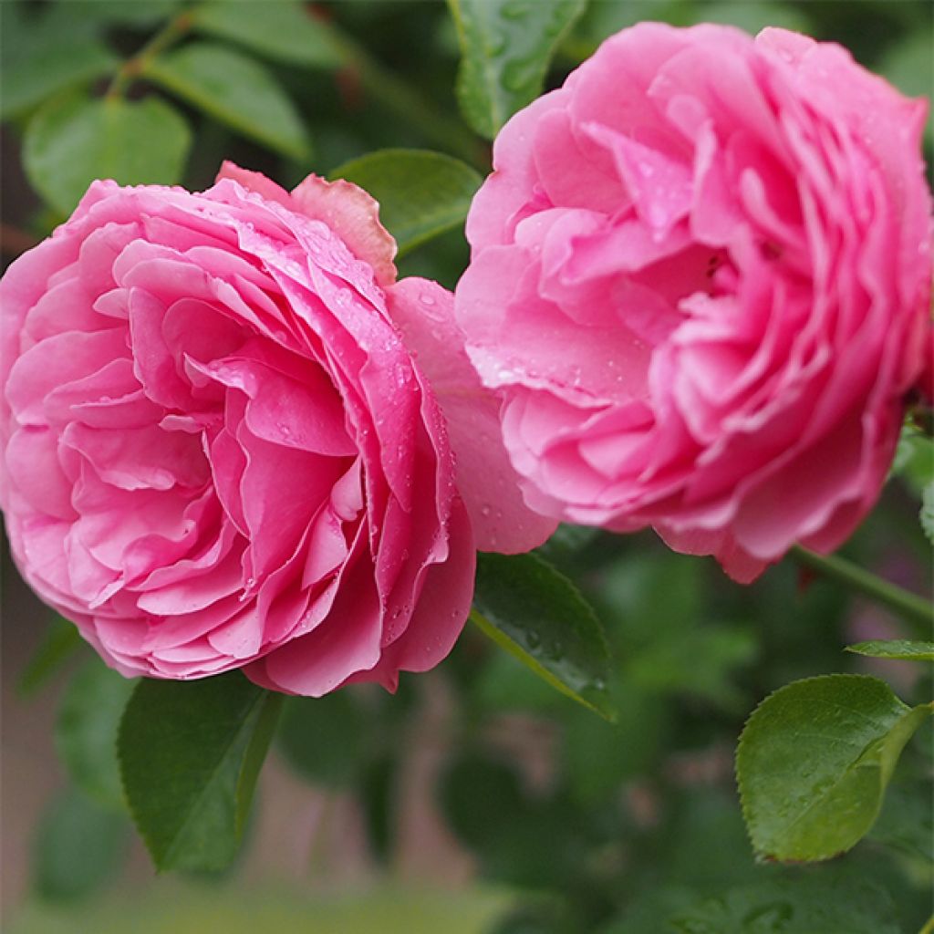 Rosa polyantha Leonardo Da Vinci