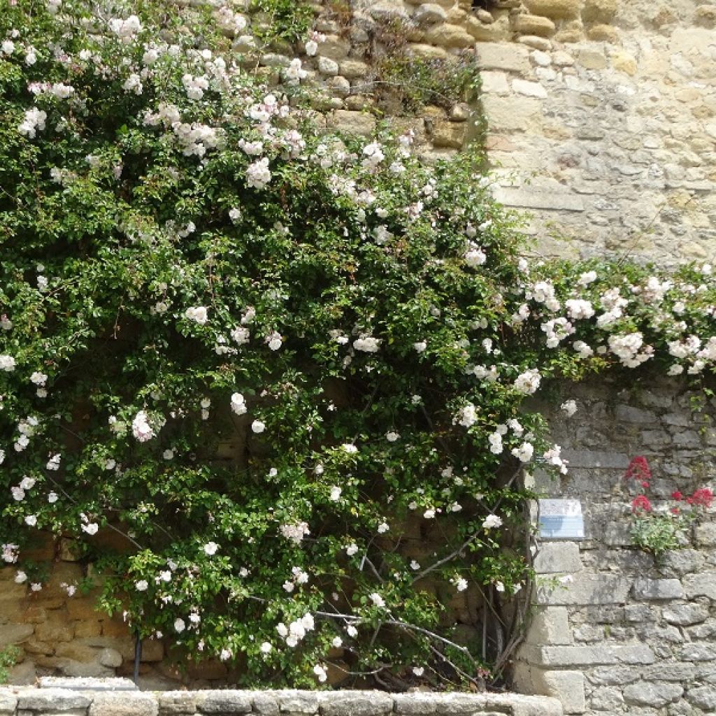 Rosa rampicante Adélaïde d’Orléans