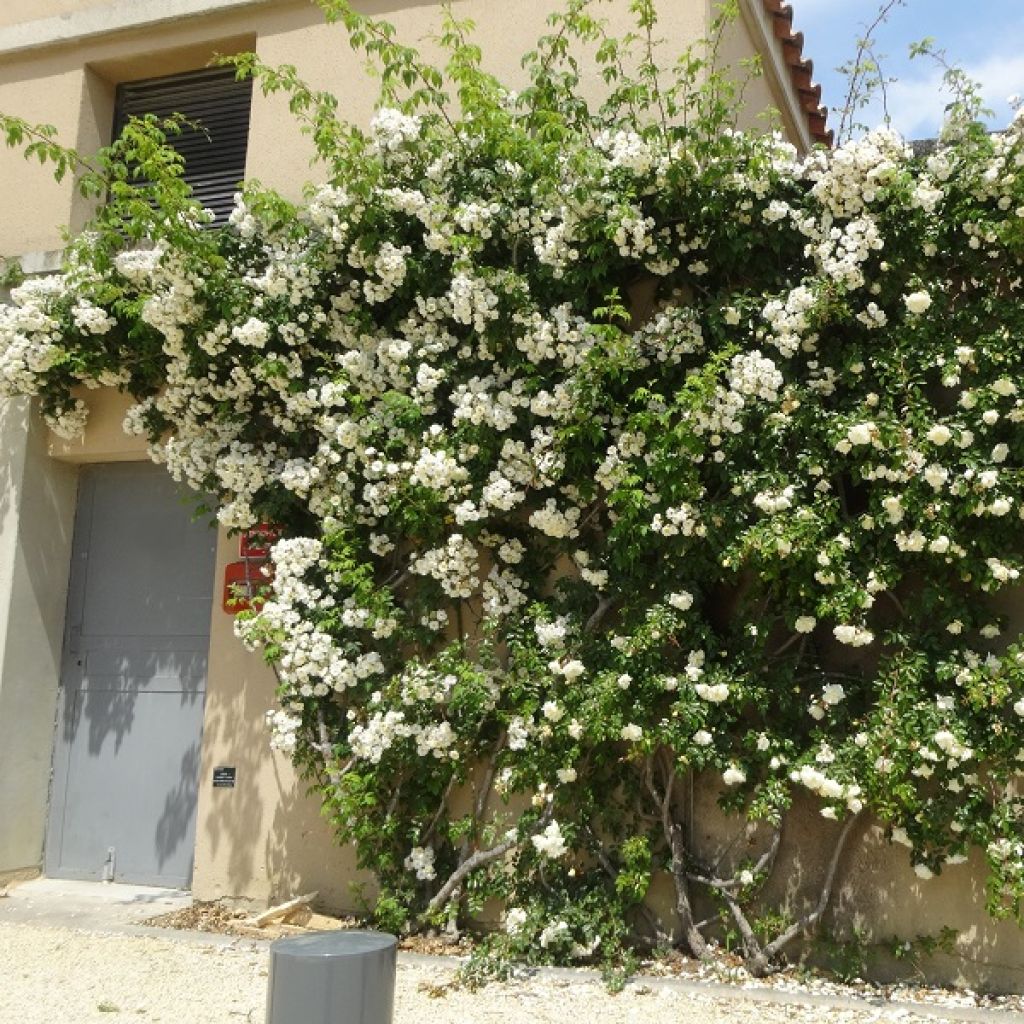 Rosa multiflora Bobbie James