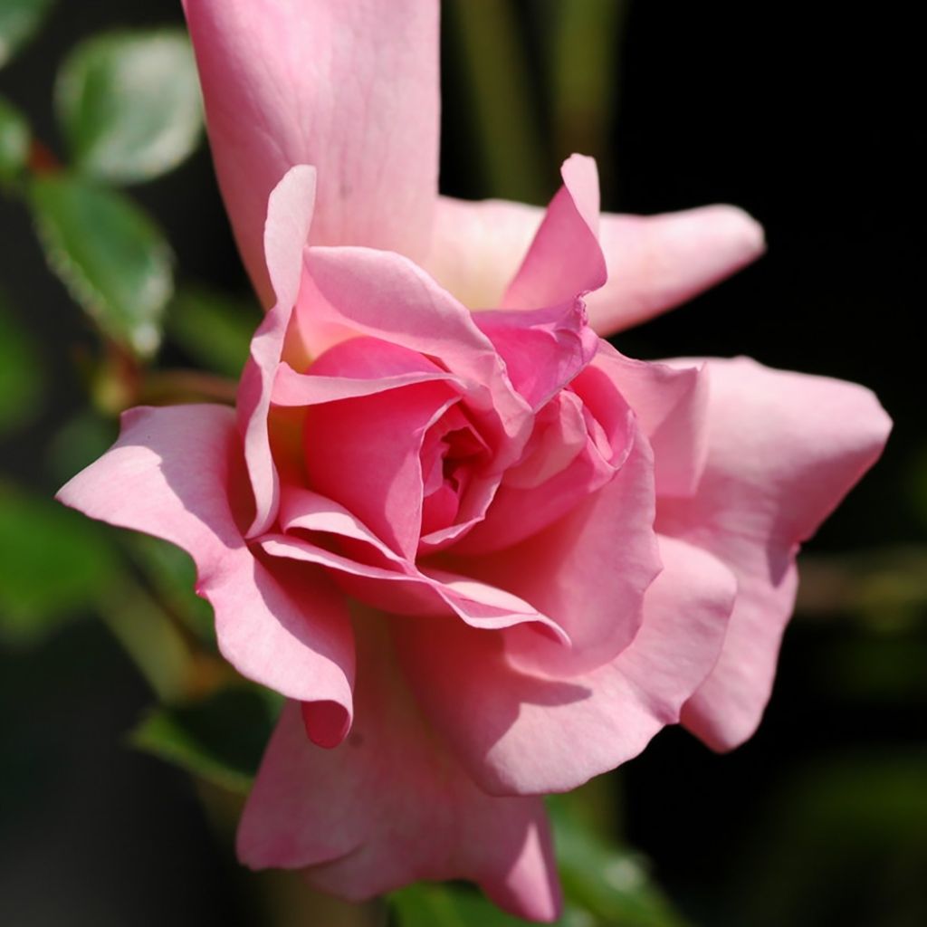 Rosa wichuraiana François Juranville - Rosa rampicante