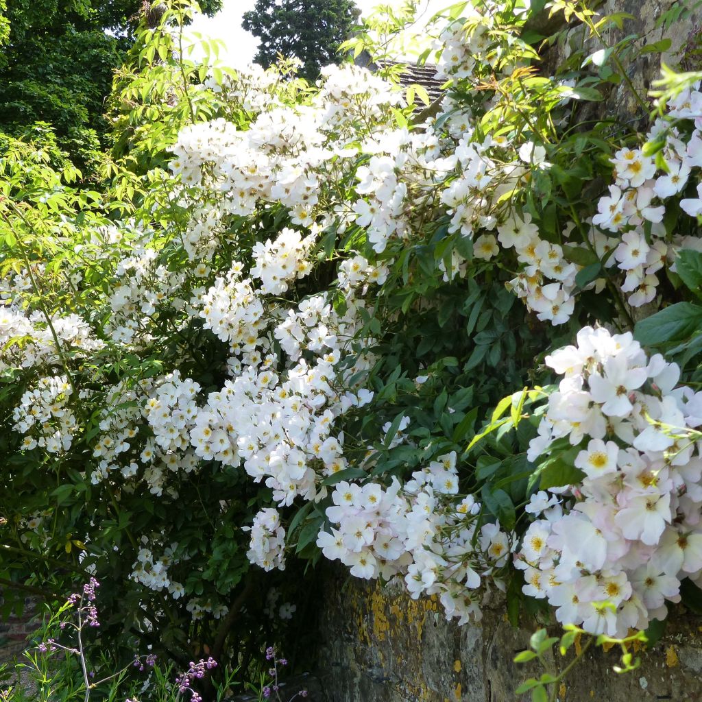 Rosa moscata rampicante Francis E Lester