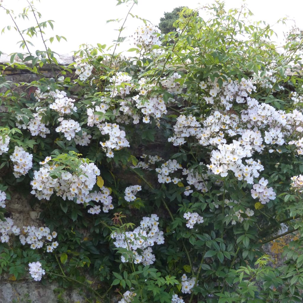 Rosa moscata rampicante Francis E Lester