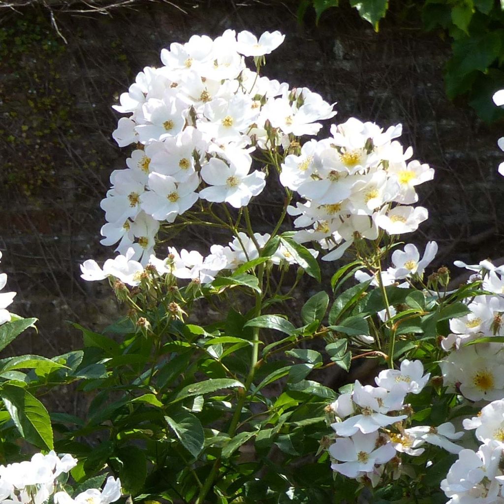 Rosa moscata rampicante Francis E Lester