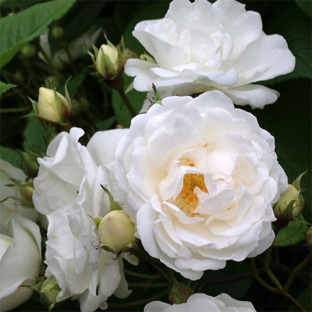 Rosa banksiae Purezza - Rosa di Lady Banks