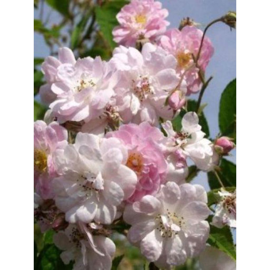 Rosier liane Paul's Himalayan Musk