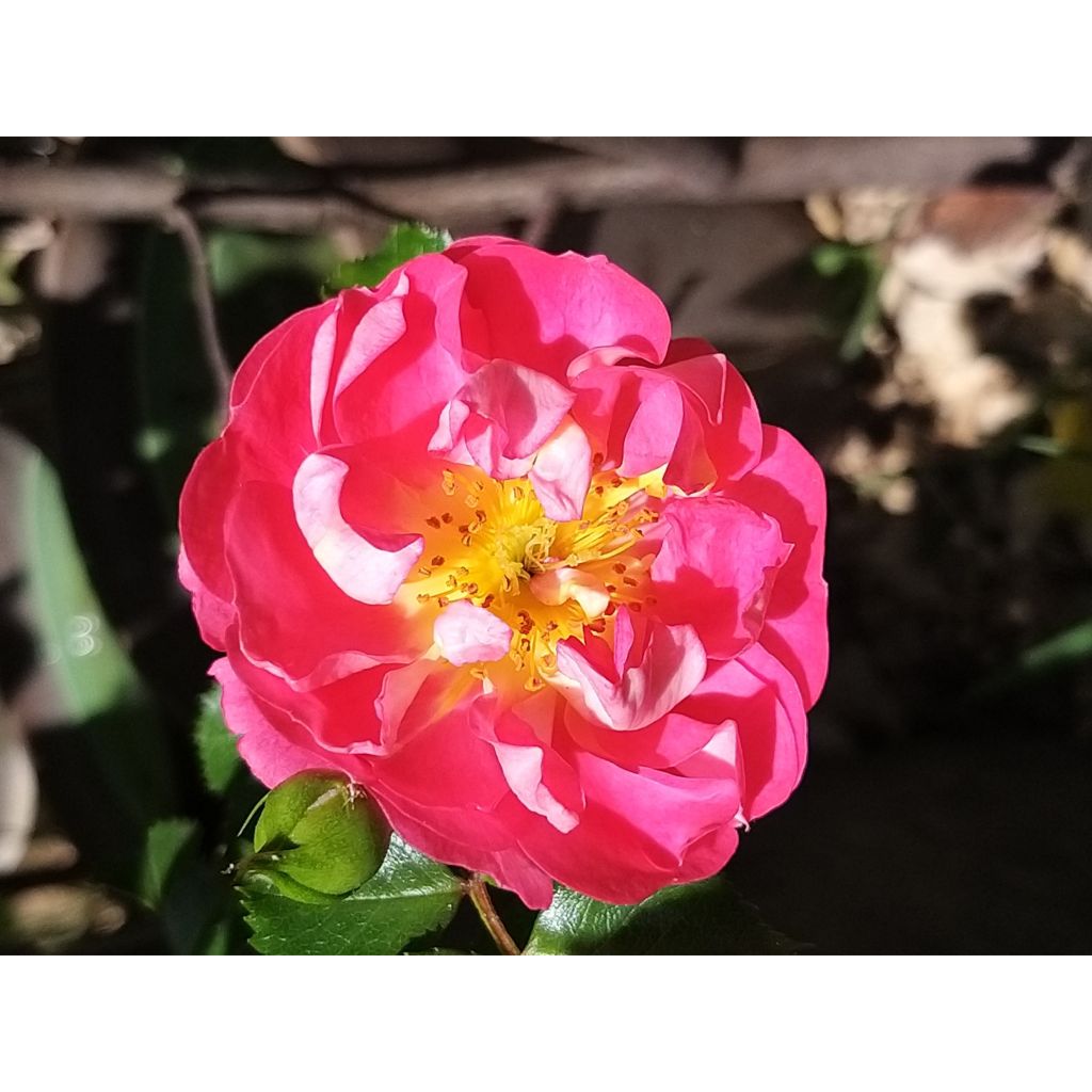 Rosa tappezzante Charmant Korpeligo