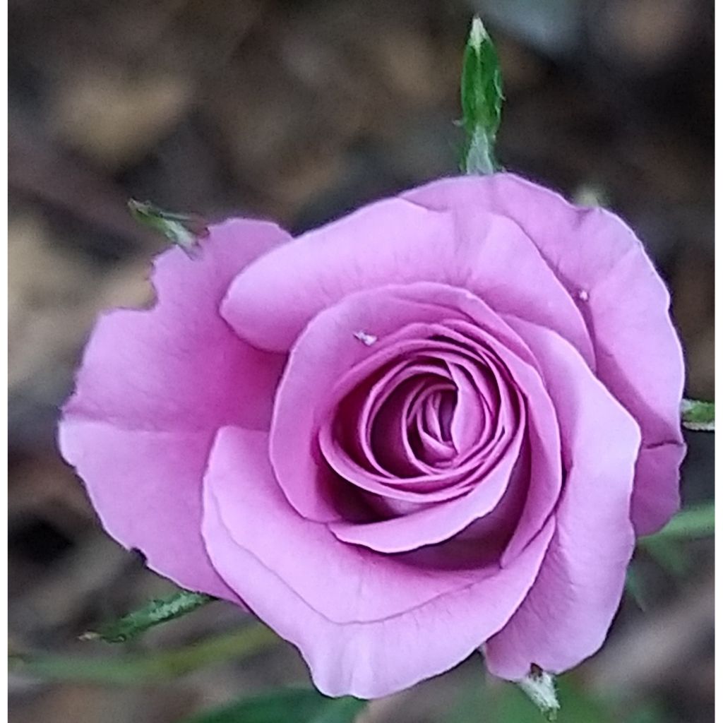 Rosa tappezzante Meillandina Lavender