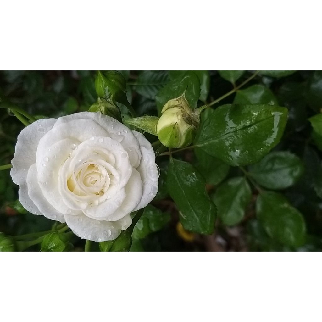 Rosa tappezzante Schneeküsschen