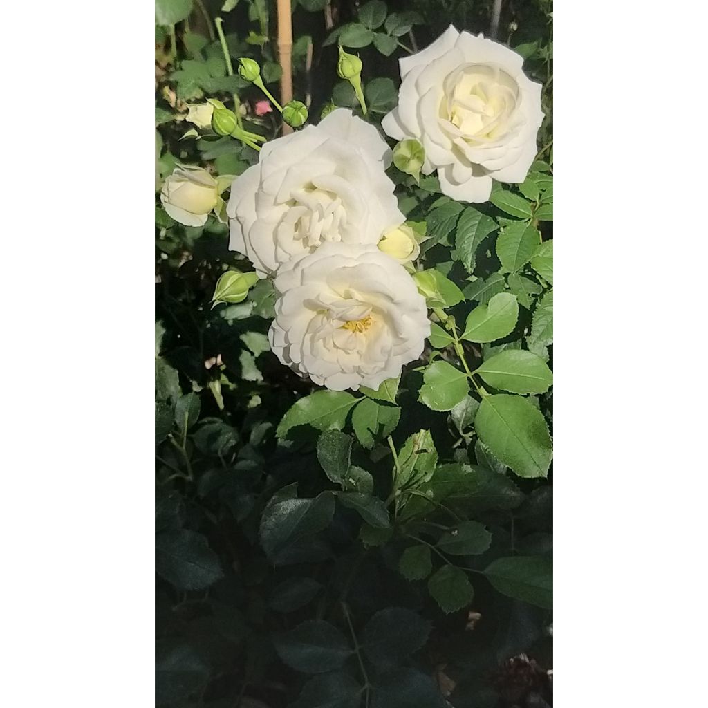 Rosa tappezzante Schneeküsschen