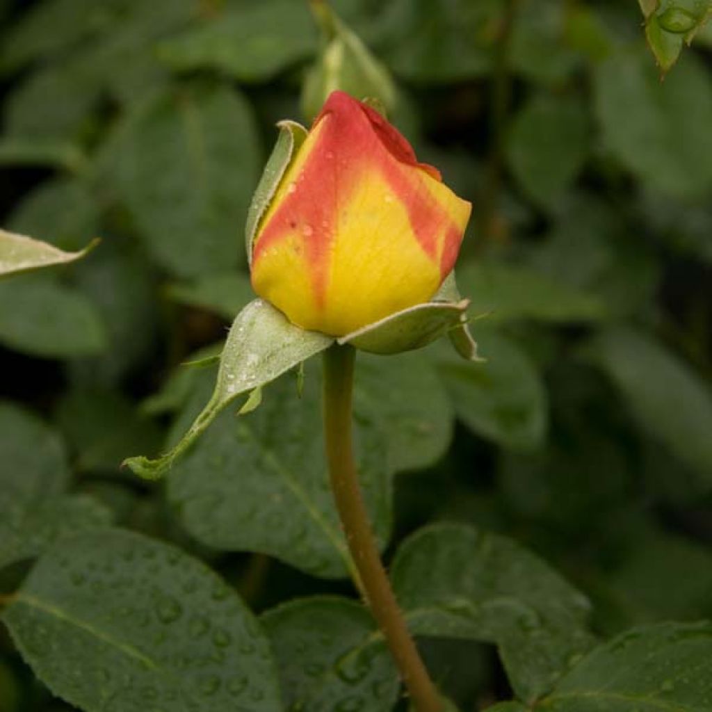 Peace Gloria Dei - Rosier à grandes fleurs crème rosé en pot