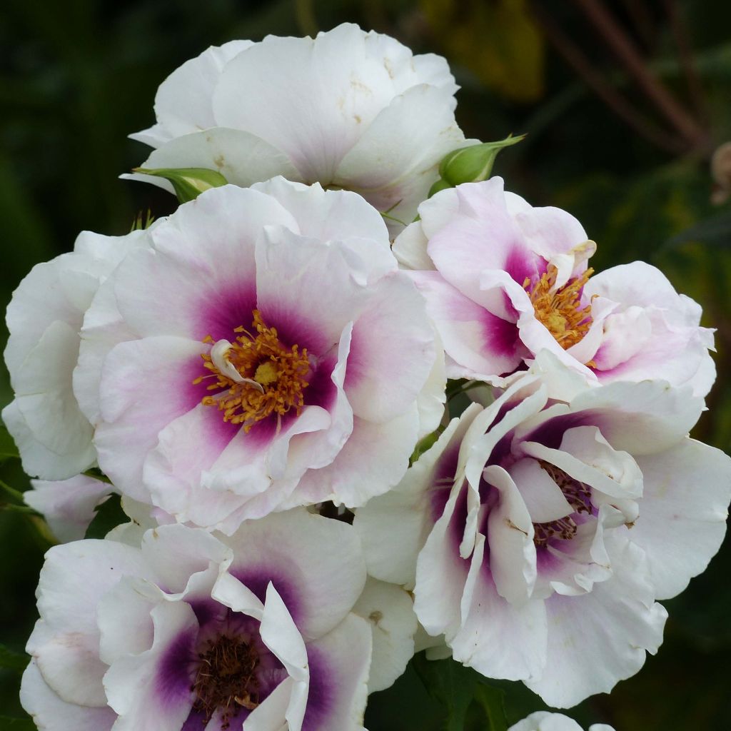 Rosa persica Eyes for You Blue Eyes