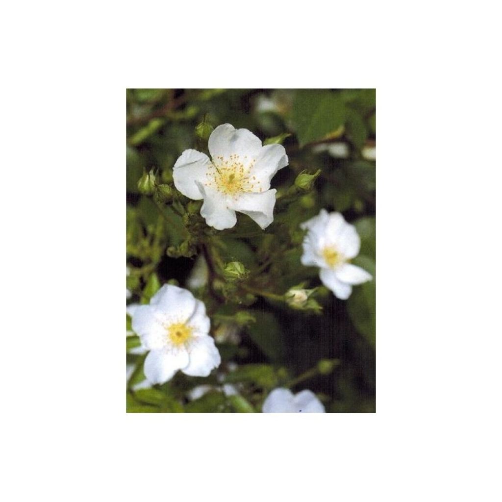 Rosa Rosanatura Alba - Rosa paesaggisticha