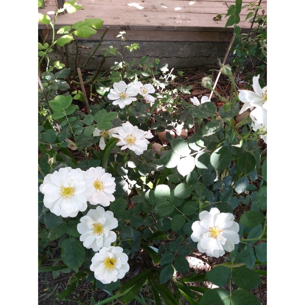 Rosa rugosa Alba