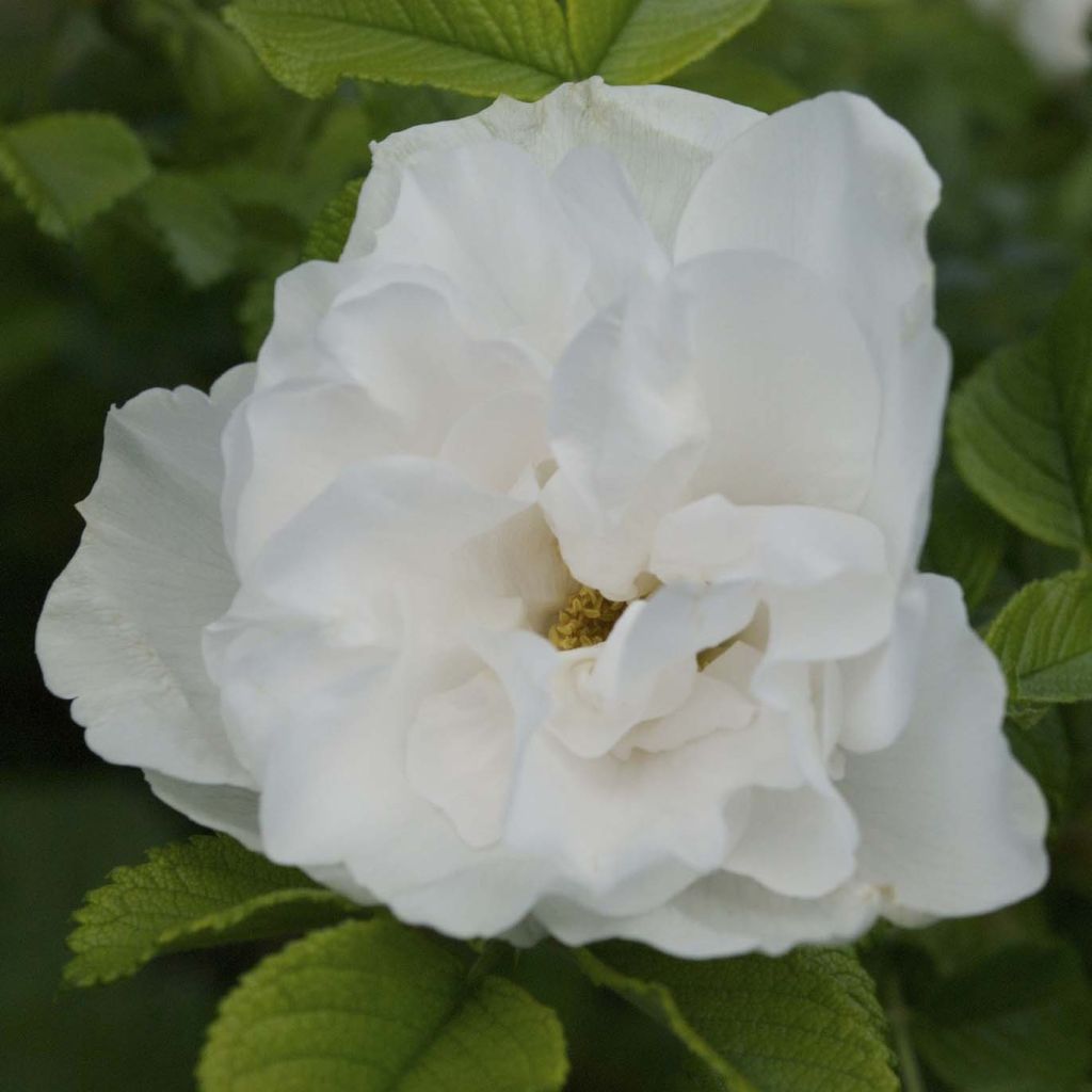 Rosa rugosa Blanc Double de Coubert