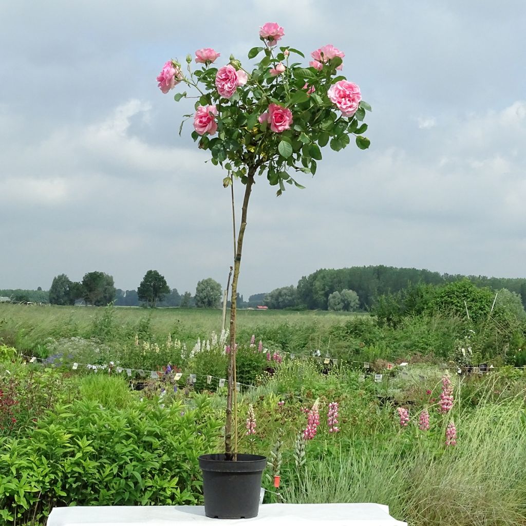 Rosa ad alberello Côté jardin