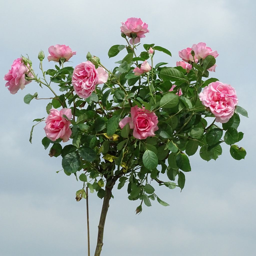 Rosa ad alberello Côté jardin