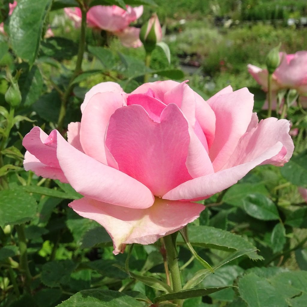 Rosa ad alberello Côté jardin