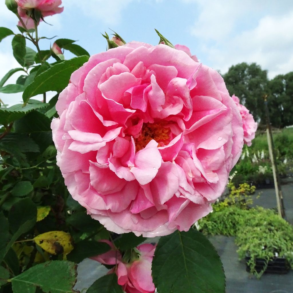 Rosa ad alberello Côté jardin