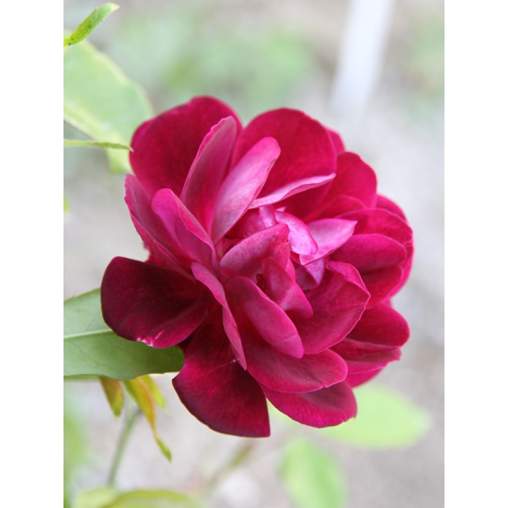 Rosa Floribunda Burgundy Ice