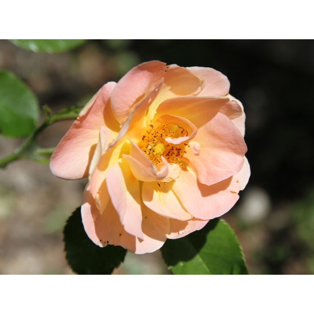 Rosa tappezzante Sedana