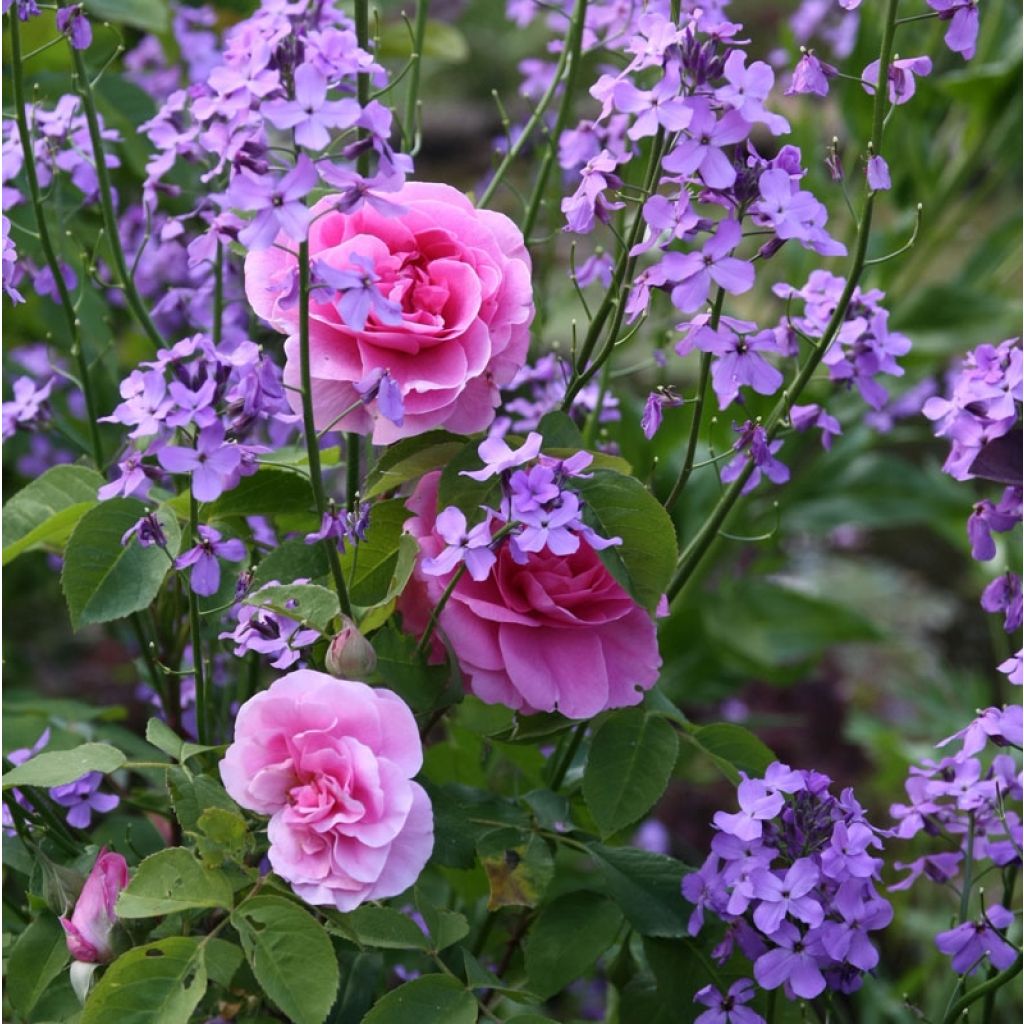 Rosa Gertrude Jekyll