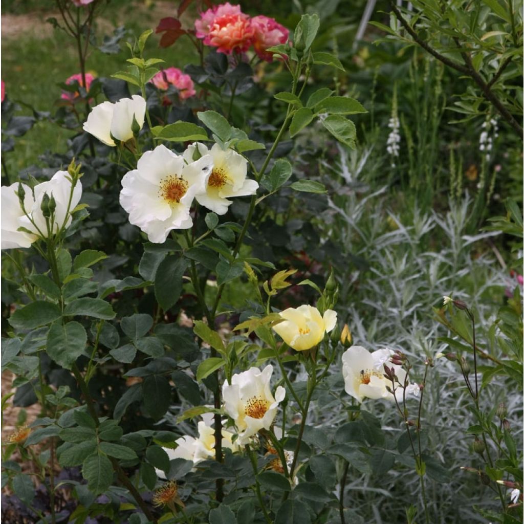 Rosa polyantha Golden Wings