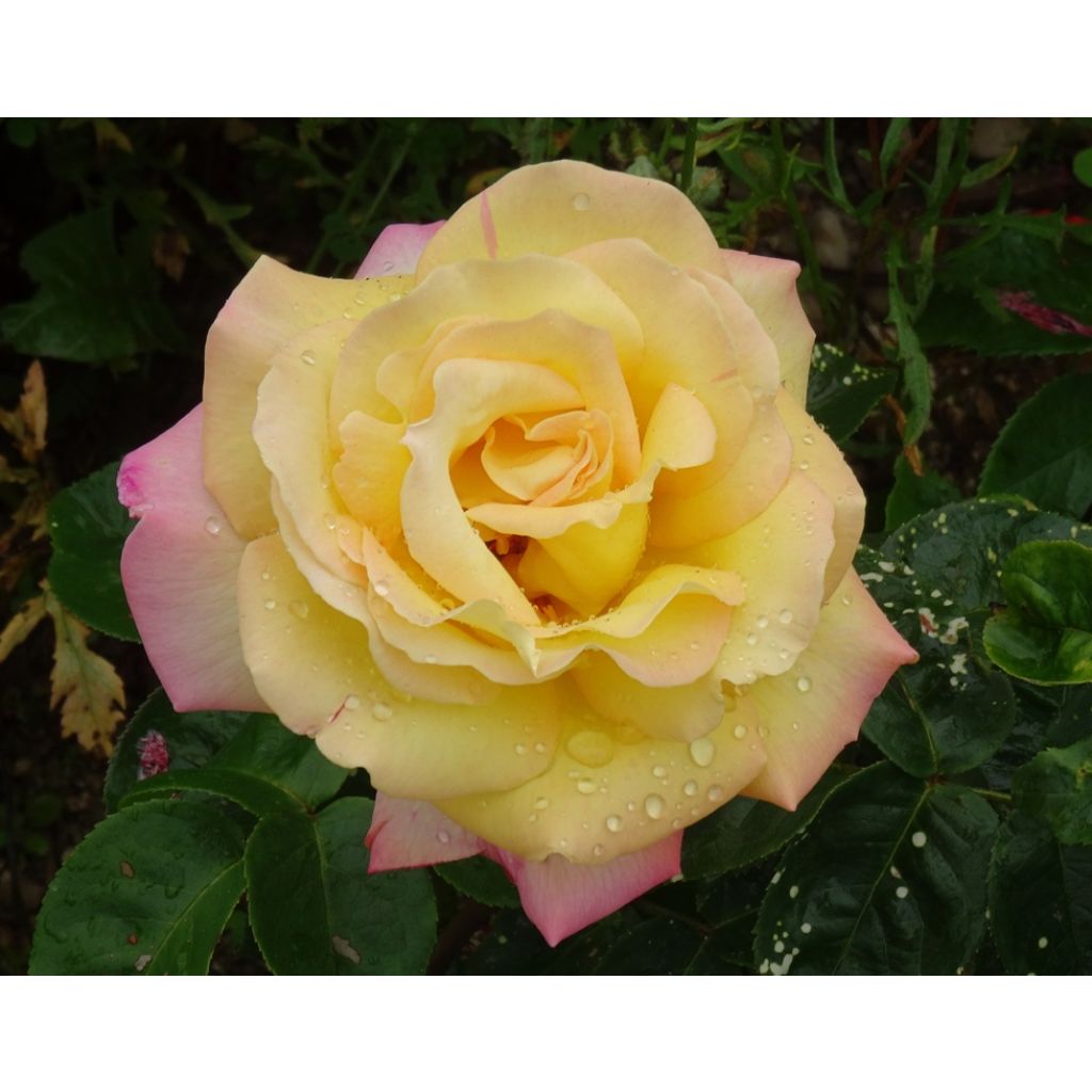 Rosa Mme A. Meilland - Rose ibrida di tea