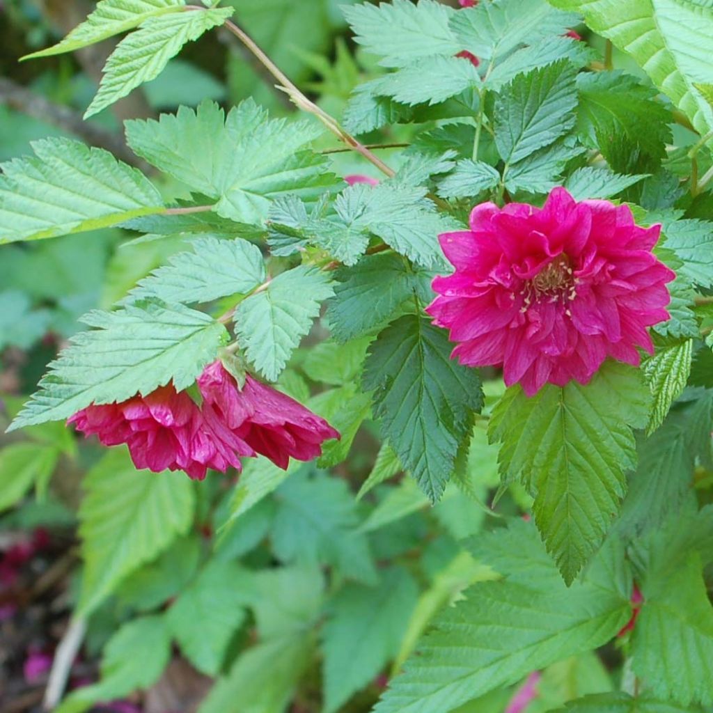 Rubus spectabilis Olympic Double - Rovo ornamentale