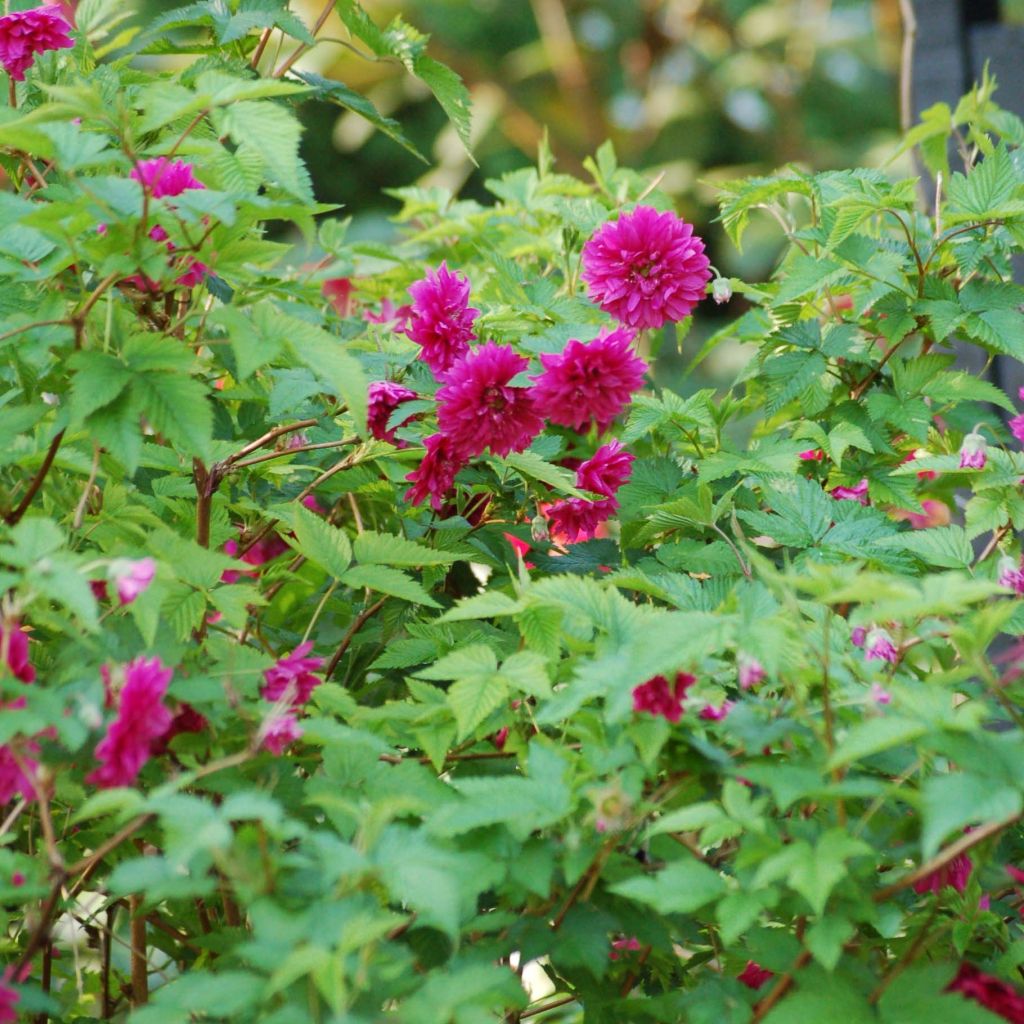 Rubus spectabilis Olympic Double - Rovo ornamentale