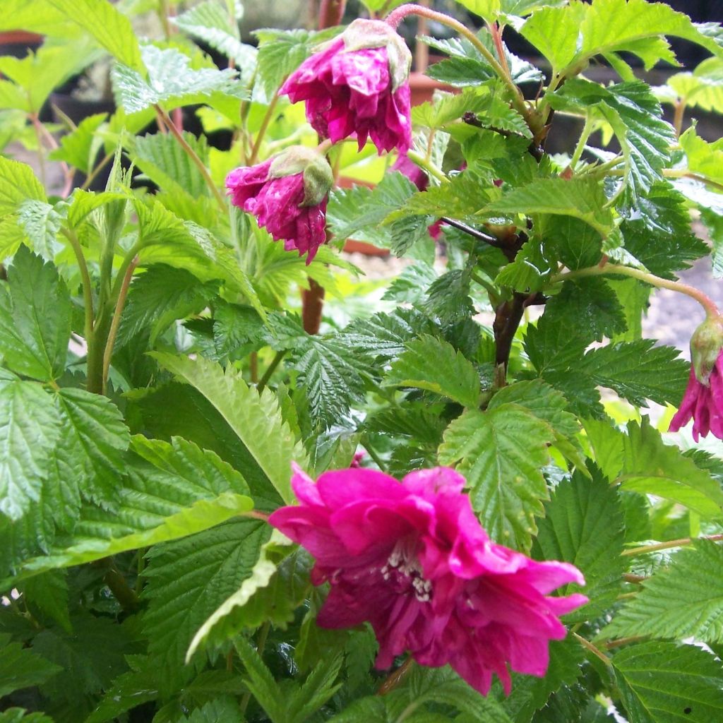 Rubus spectabilis Olympic Double - Rovo ornamentale