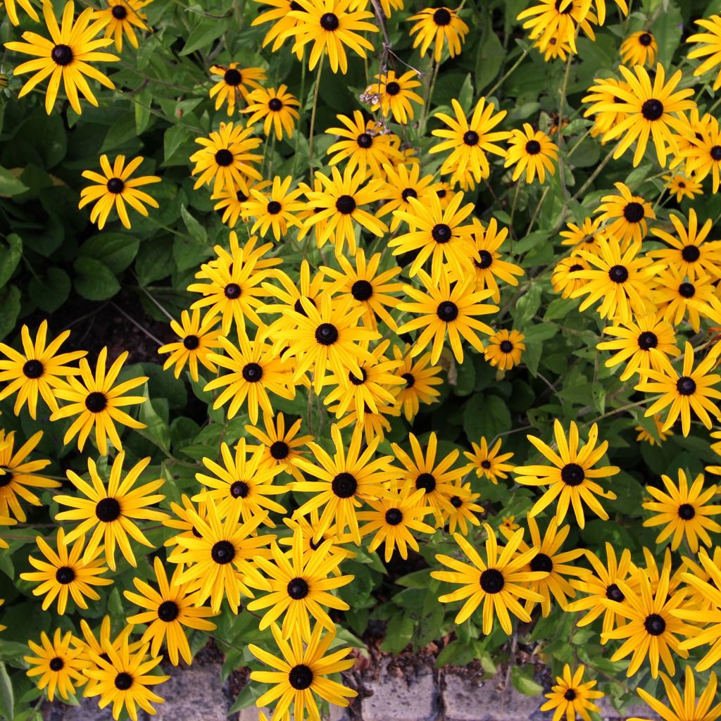 Rudbeckia fulgida Forever Gold