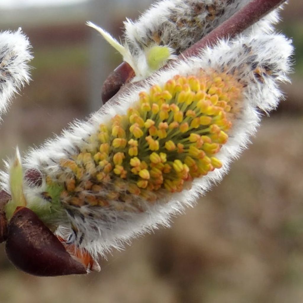 Salix caprea Gold-Bienenkätzchen - Salice delle capre