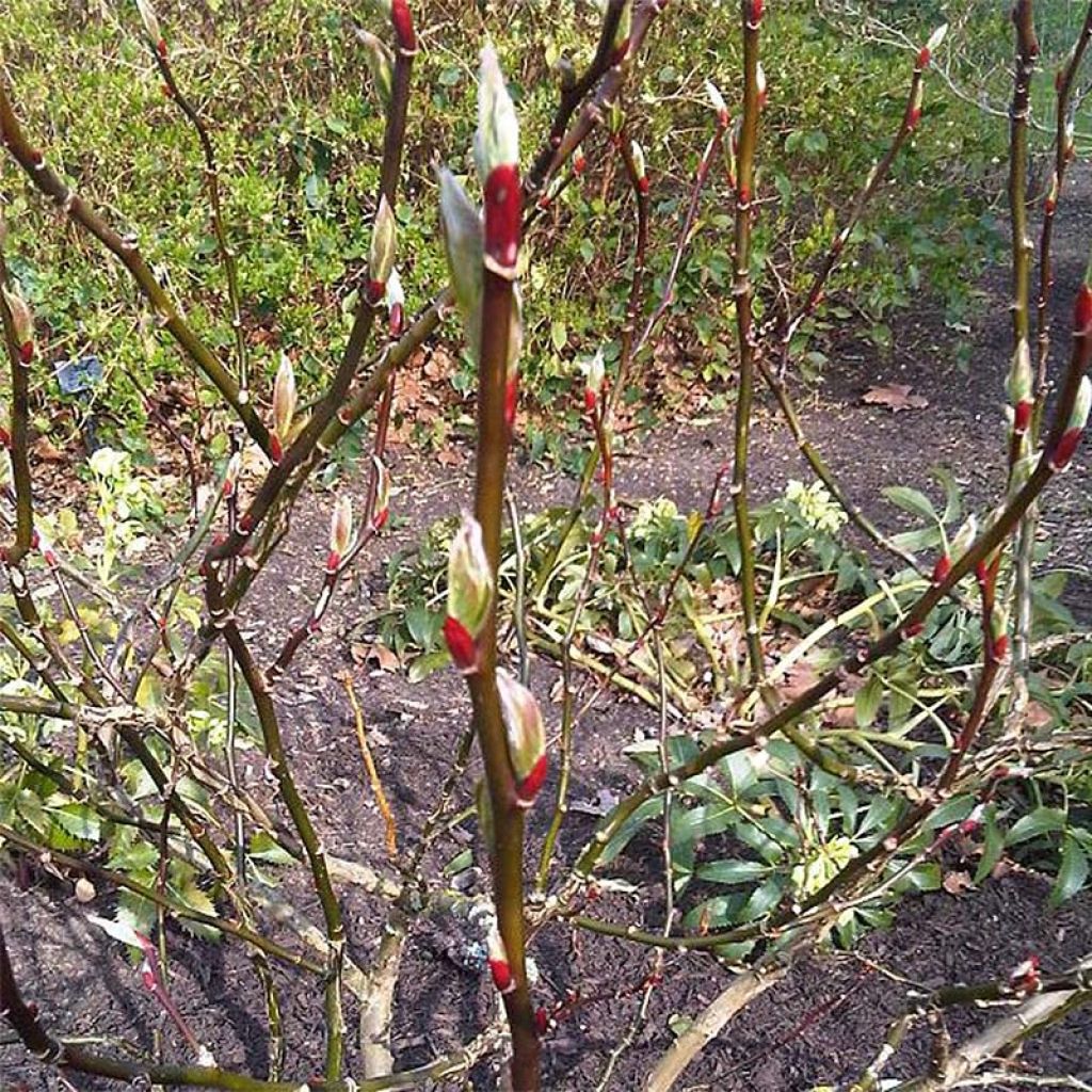 Salix fargesii