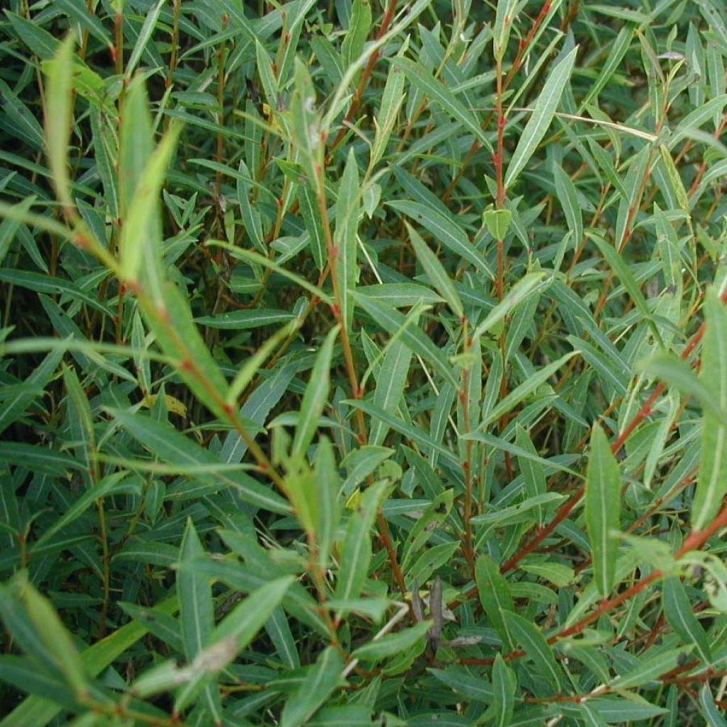 Salix purpurea - Salice rosso