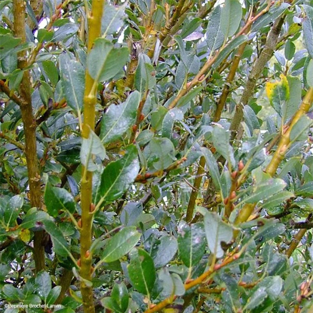 Salix tetrapla