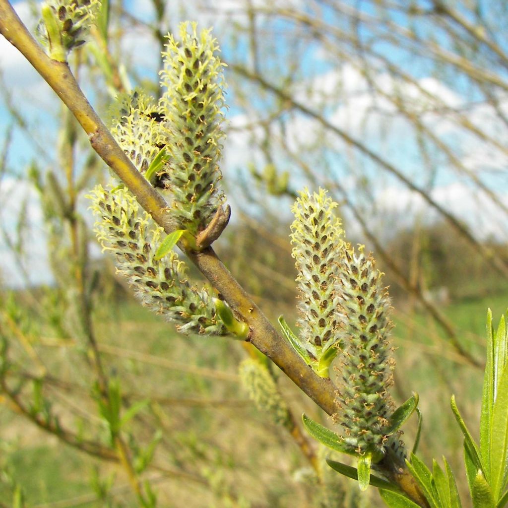 Salix viminalis - Salice viminale