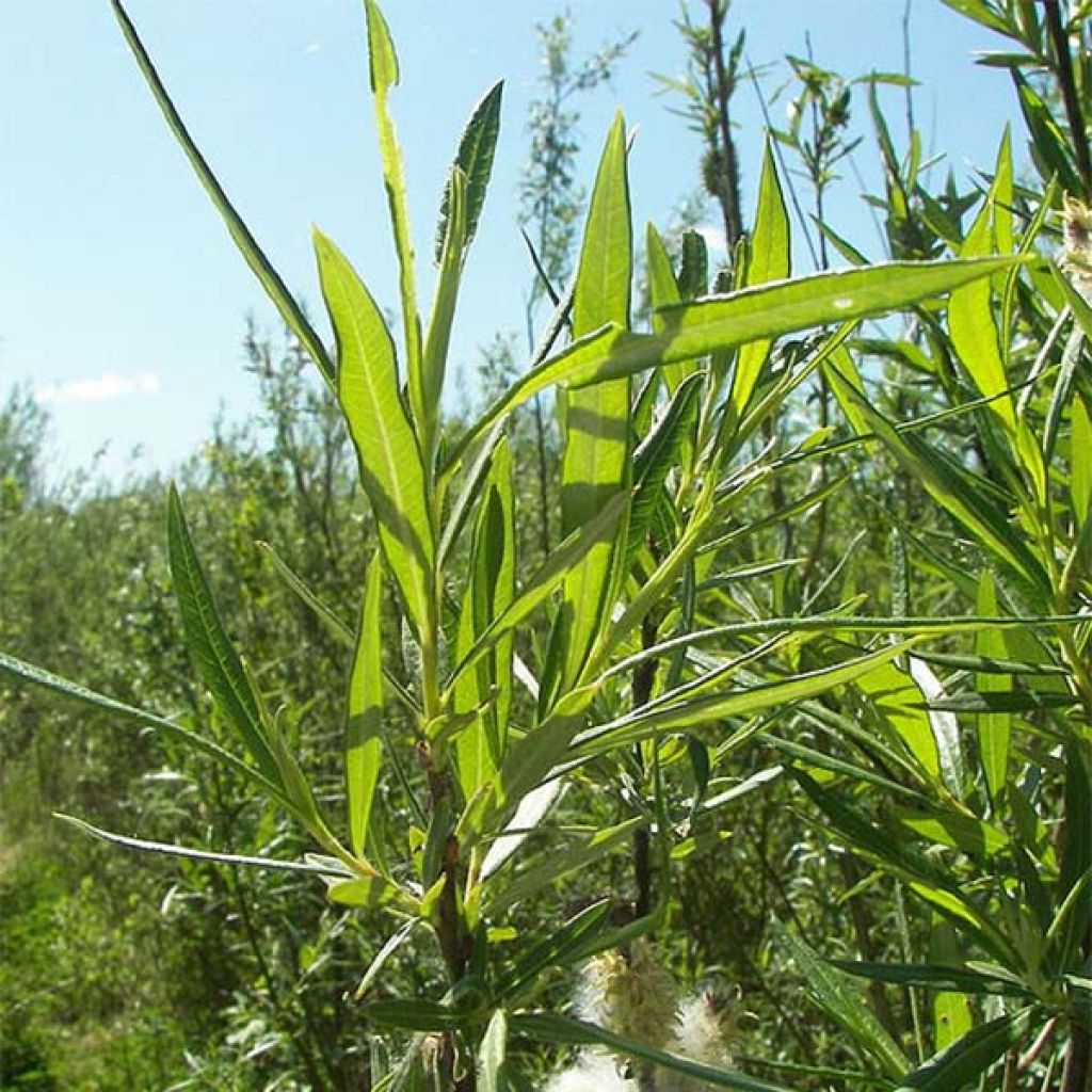 Salix viminalis - Salice viminale