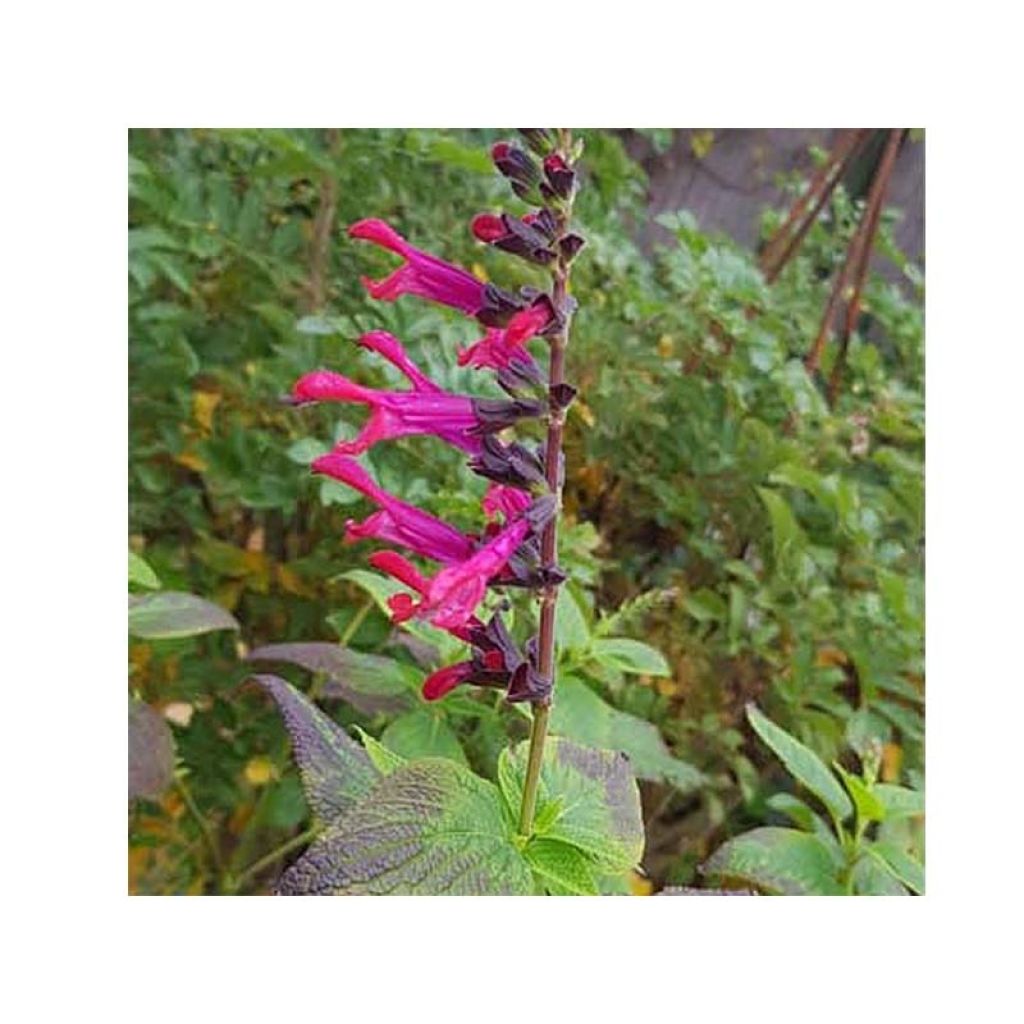 Salvia guaranitica Amante