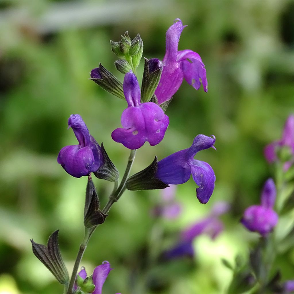 Salvia greggii ARCTIC BLAZE Purple